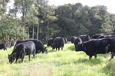 Closed Herd NZ Bovine Pharma